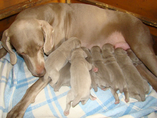 ULCIA et ses bébés Février 2010