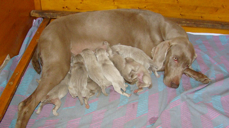 CYRIA et ses bébés Aout 2011